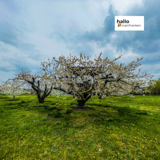 Kirschblüte in Mainfranken – einfach wunderschön